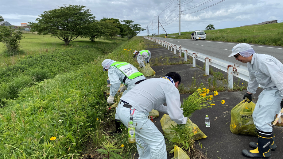 オオキンケイギク駆除活動