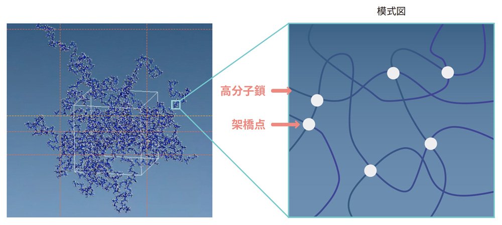 高分子鎖と架橋点を示す図。左側には三次元的に広がる高分子鎖の模式図があり、右側には拡大された部分が表示されている。拡大された図では、高分子鎖がランダムに絡み合う様子が線で描かれ、交差点部分が「架橋点」として示されている。それぞれの構成要素がラベルで示され、高分子鎖と架橋点の概念が明確に説明されている。